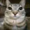 catstare