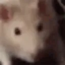 ratdancing