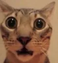 scaredcat