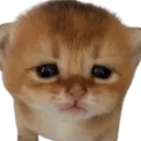 sad_kitten sad_kitten