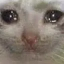 SadCat