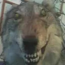 cocainewolf