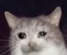 sadcat