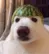 watermelondog