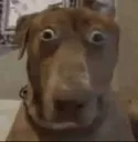 dogscared