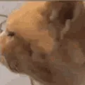 confusedcat confusedcat