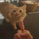 catflipyou