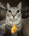 catmewing
