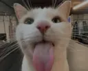 mlemcat mlemcat