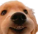 doggosmile