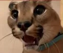 catahhh