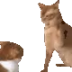 LFG_CatSlap