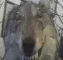 Taxiwolf Taxiwolf