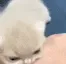 CatBite