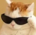 Cool_Cat Cool_Cat