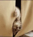 cat_peek cat_peek