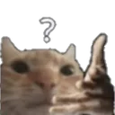 CatWhat