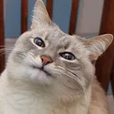 blincat