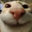cat_stare_smile cat_stare_smile