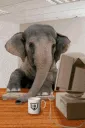 elephant_working