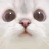 cat_Uuu Discord Emoji