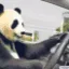 panda_omw