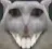 catsmilemiddle