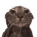 wetcat