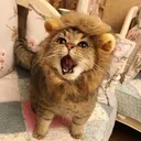Lioncar