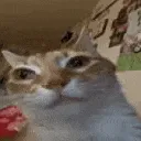 Orm