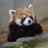 redpanda_stare