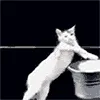 exotic_catlaundry