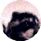 MapachePedro