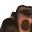 MONKE MONKE