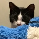 catstare