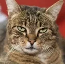 catstare_2 catstare_2