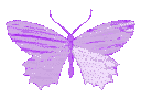 6_purplebutterflywings