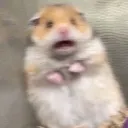 scaredhamster