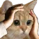 shit_hq