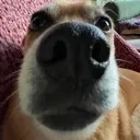 hey