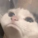 catto