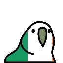 irelandparrot