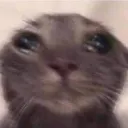 crycat