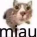 miaw