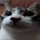 7368cat1 Discord Emoji