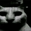 prowler