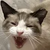 billy_meow