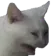 sad_cat