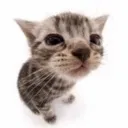meow