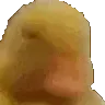 noduck